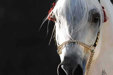 Arabian Horse Wallpapers   Wallpapers Cave