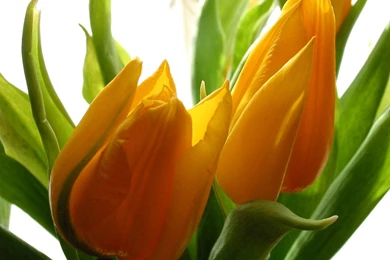 Most Beautiful Flowers Wallpapers   Wallpapers High Definition