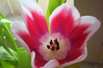 Beautiful Flowers In The World Wallpapers Photo   Uncalke.com