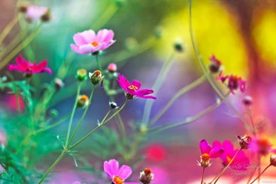 Flower Wallpapers Download