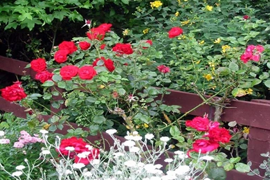 Most Beautiful Flowers Wallpapers Desktop