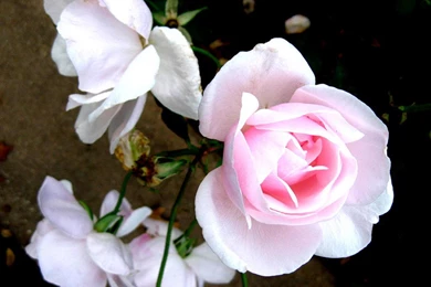 Beautiful Flower Wallpapers Of Rose