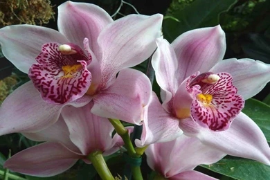 Beautiful Flowers In The World Wallpapers High Definition   Uncalke.com