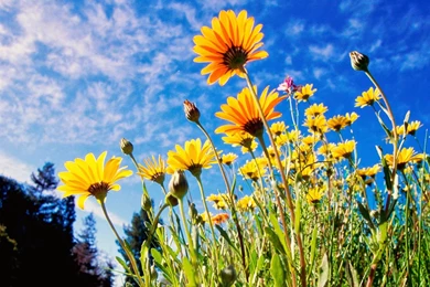 Most Beautiful Flower Wallpapers World   Fresh Flowers