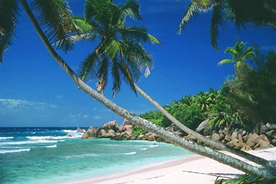 Wallpapers Pantai Free Two Palms Over The Beach And 1024x768 ...