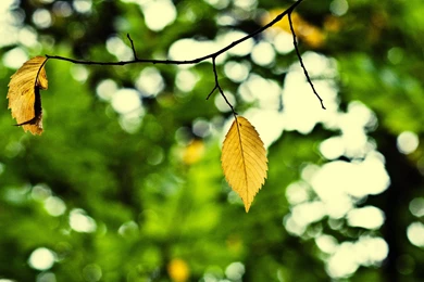 Free Cool Wallpapers