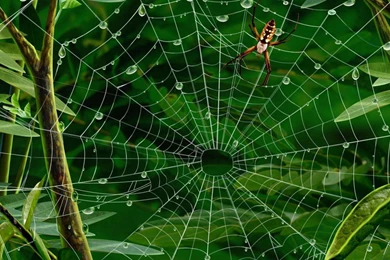 Hires Spiders 492617 Wallpapers   (