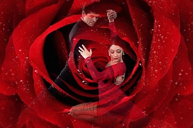 Wallpapers Tango Rose Free Screensavers 1024x768