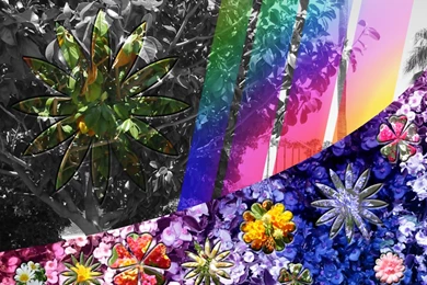 Abstract Flower Wallpapers By Humble Novice On DeviantArt