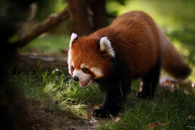 The Lovely Red Pandas HD Wallpapers 1920x1200 (02)