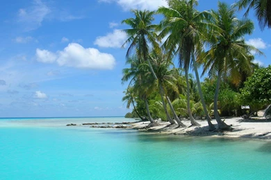 30 Palm Tree Wallpapers Pictures