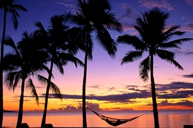 Palm Tree Beach Sunset