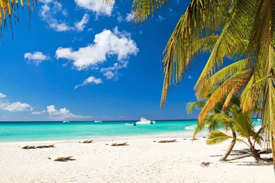 More Beautiful Palm Tree Wallpapers