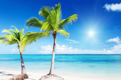 Palm Tree Over Tropical Beach Wallpaper_other_health Questions ...