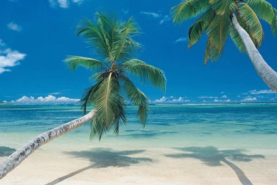 Palm Tree Beach Wallpapers   Wallpapers Cave