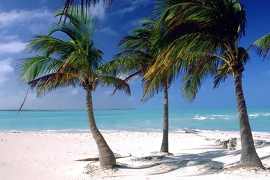 HD Palm Tree Wallpapers And Photos