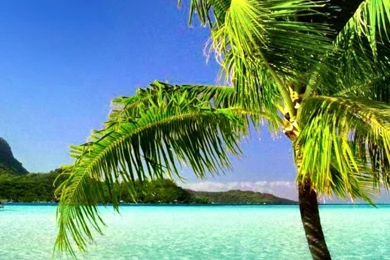 Palm Iphone 6 Wallpapers Items   Share Palm Iphone 6 Wallpapers ...