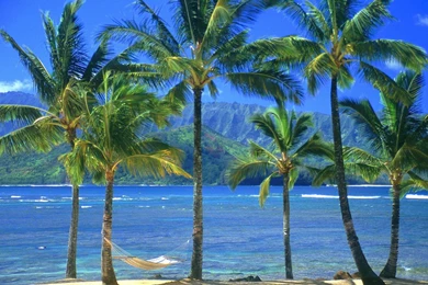 HD Palm Tree Wallpapers And Photos