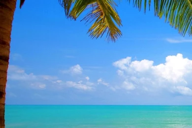 Free Palm Tree iPhone Wallpapers — Crafthubs