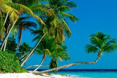 Palm Tree Iphone 6 Wallpaper Images