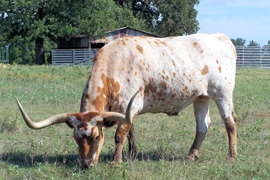 Cows Texas Longhorn Cattle Bevo Desktop Background Images ~ Cows ...