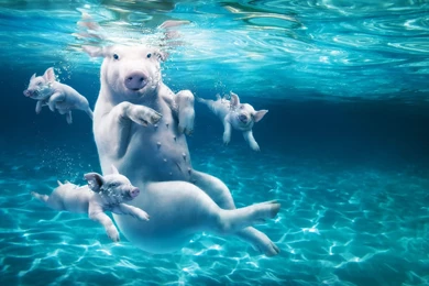 Download Wallpapers 3840x2160 Pig, Water, Dive, Young 4K Ultra HD ...
