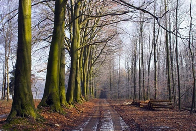 Late Autumn The First Snow Wallpapers And Images   Wallpapers ...