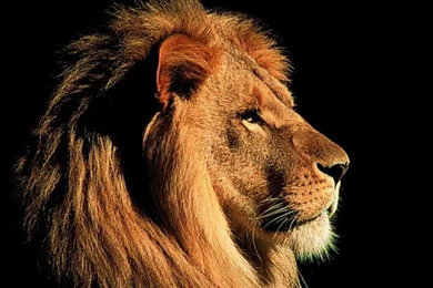 3D Lion Wallpapers   Wallpapers High Definition