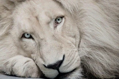 Beautiful White Lion Wallpapers