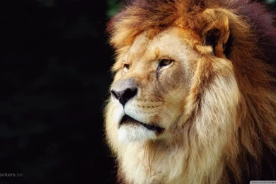 Wallpapers Lion Hd Widescreen High Definition Mobile 1366x768 ...