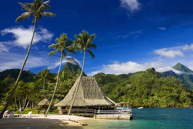 Magnificent Wallpapers