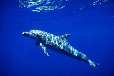 Blue Theme Wallpapers   The Blue Ocean62   Wallcoo.net