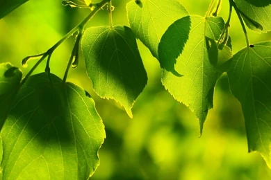 Wallpapers On Mobile   Desktop Backgrounds