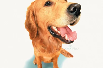 Dog Mobile Desktop Wallpapers Free Mobile Wallpapers Desktop   Resimkoy