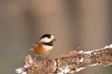 A Bird In Winter － Animal Wallpapers   Free Download Wallpapers ...