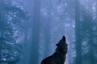Howling Wolf Gif Iphone 6 Plus Wallpapers