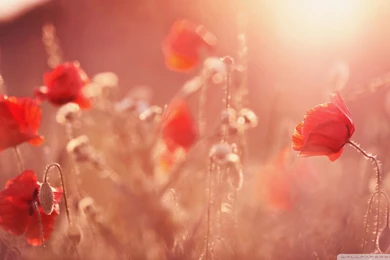 Summer Light HD Desktop Wallpapers : High Definition : Fullscreen ...