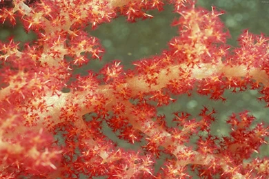 Coral, Light, Red, Water, Wallpapers, Ocean, Underwater, Sea (