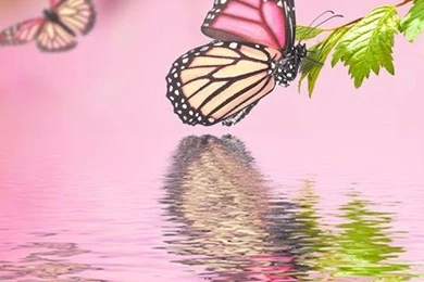 Spring Flowers Live Wallpapers   Android Apps On Google Play