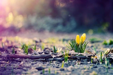 March Spring Wallpapers