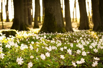 High Resolution Beautiful Nature Spring Wallpapers HD 7 ...
