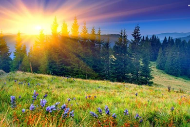 Spring Wallpapers 369   HD Wallpapers