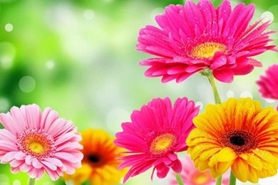 Yellow Butterfly 4K Spring Wallpapers