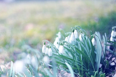 1280x1024 Spring Wallpapers HD, Desktop Backgrounds 1280x1024