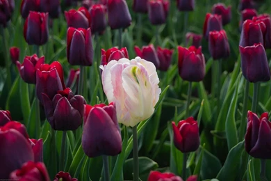 Tulip Computer Wallpapers, Desktop Backgrounds