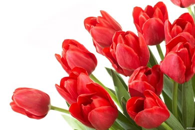 Tulip Wallpaper Backgrounds @ Collect HD