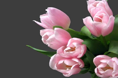 Tulip Bouquet Of Black Backgrounds Wallpapers