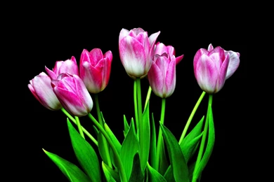 Download Wallpapers 3840x2400 Tulips, Flowers, Flower, Black ...