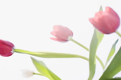 Free Wallpapers   Free Flower Wallpapers   Tulip 02 Wallpapers ...