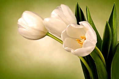 White Tulips HD Images